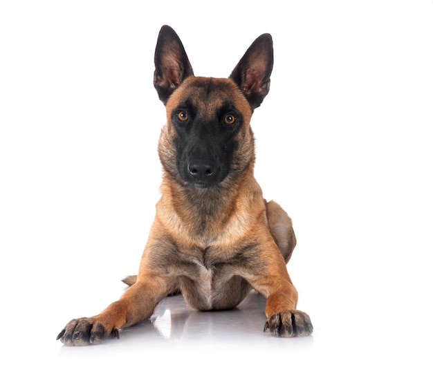 Malinois im Studio