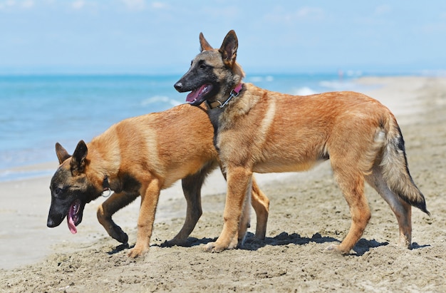 Malinois na praia