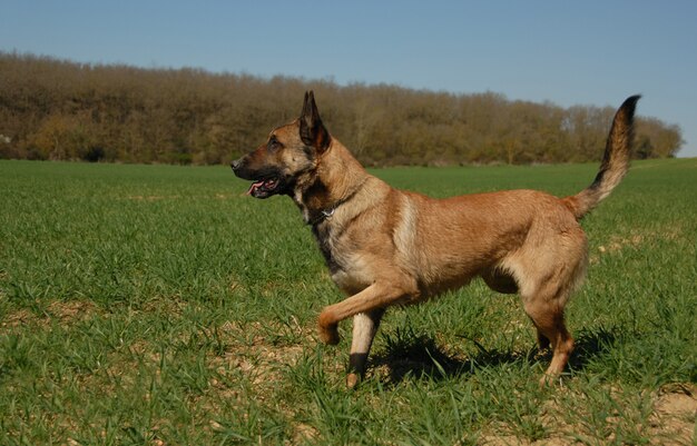 Malinois perro corriendo