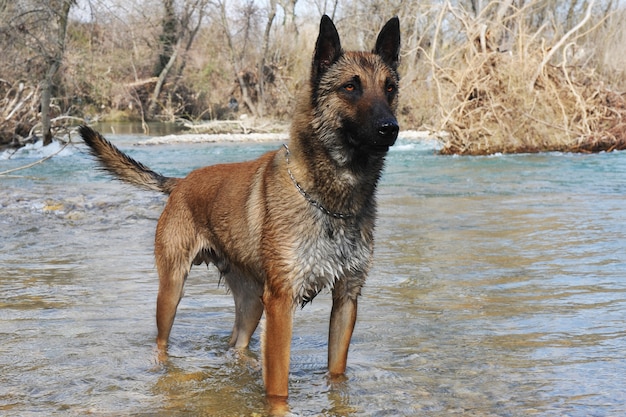 Malinois en río