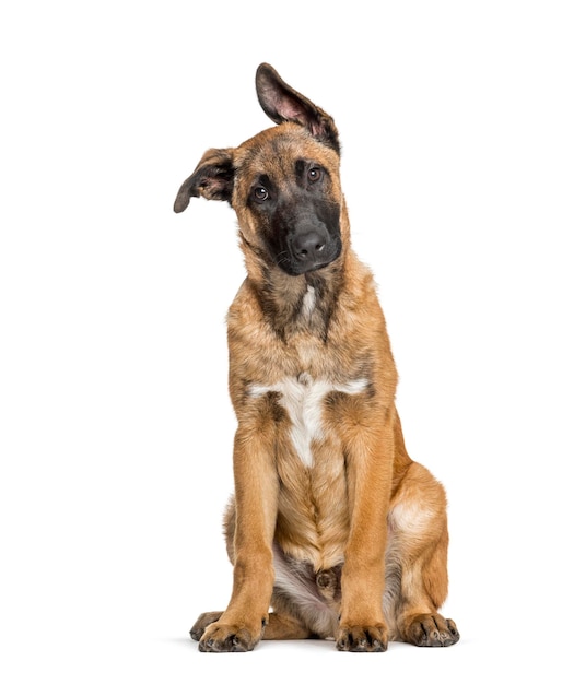 Malinois sentado contra el fondo blanco.