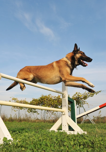 Malinois springen