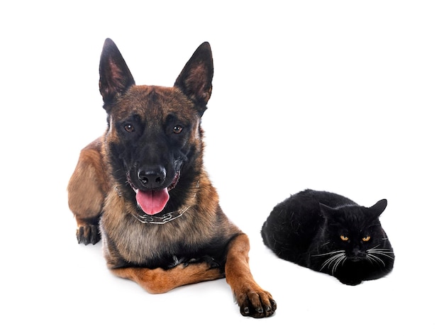 Malinois und Katze im Studio