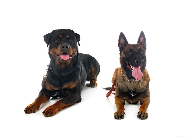 Malinois und Rottweiler im Studio