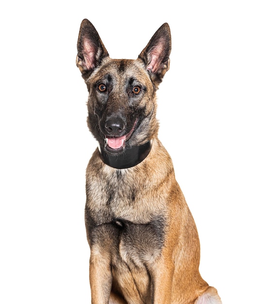 Malinois usando um colar isolado no branco