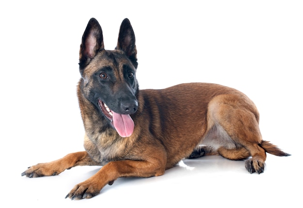 Malinois