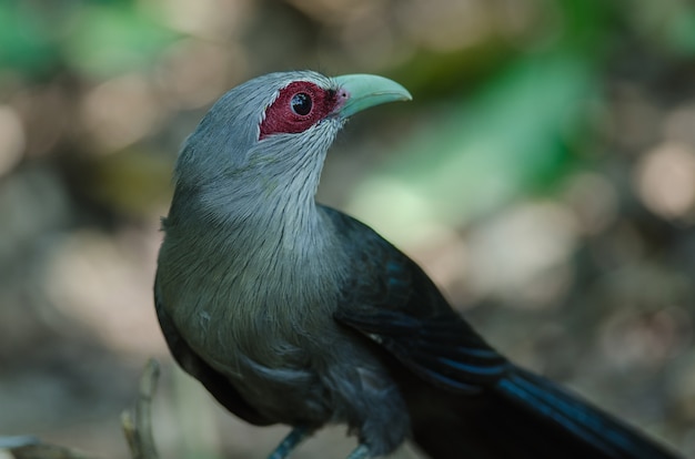 Malkoha faturado verde na natureza