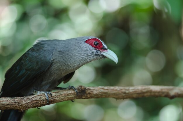 Malkoha verde facturado en la naturaleza