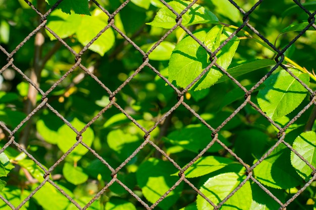 Malla oxidada de fondo de textura sobre un fondo verde