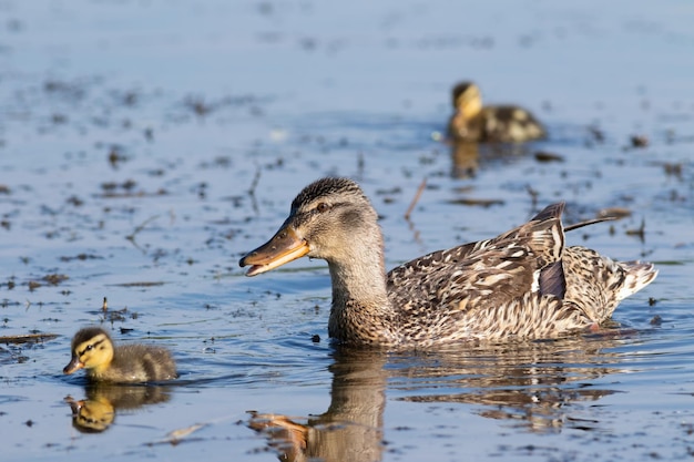 Mallard Anas platyrhynchos La hembra con sus polluelos flota río abajo