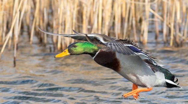 Mallard Anas platyrhynchos El macho despega de la superficie del río