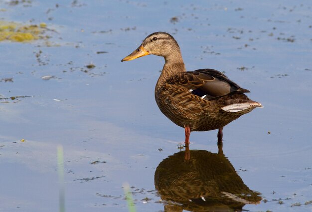 Mallard Anas platyrhynchos Un pájaro femenino de pie en el río cerca de la orilla