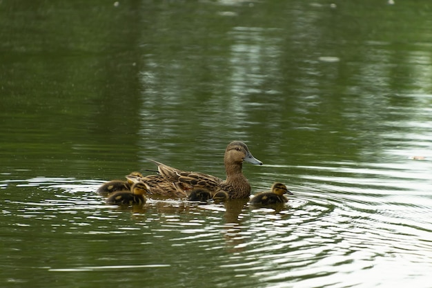 Mallard com filhotes em uma lagoa