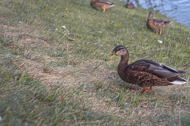 Mallard hembra con pequeños patitos en una naturaleza viva en el río en un día soleado