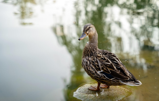 Mallard o pato salvaje Anas platyrhynchos hembra se encuentra sobre una piedra en un lago local Hermosas aves acuáticas de cerca