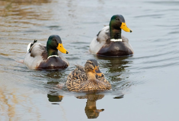 Mallard Un pájaro flota en un estanque reflejado en el agua