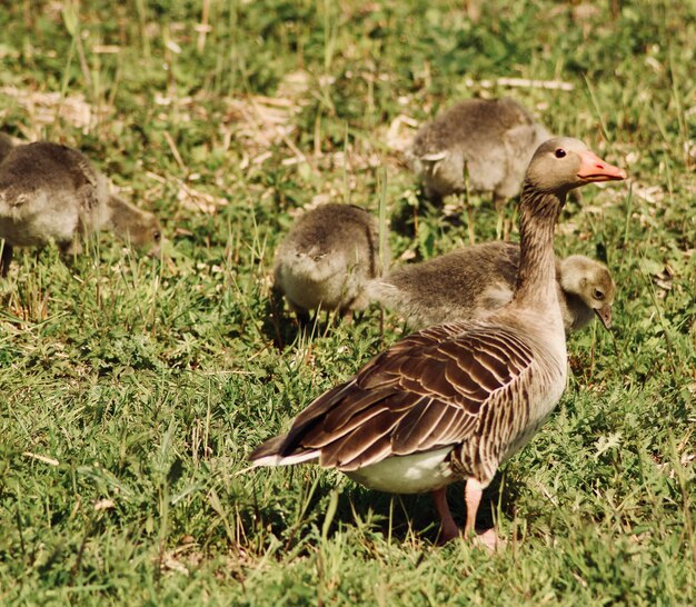 Foto mallardente auf dem feld