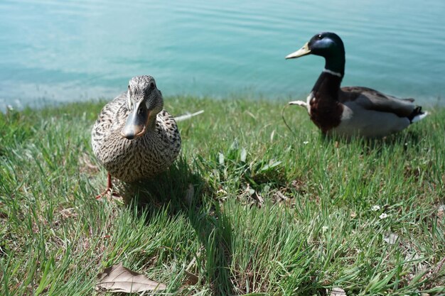 Foto mallardente auf dem see