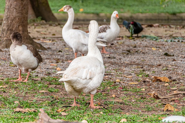 Mallards al aire libre en una plaza de Río de Janeiro