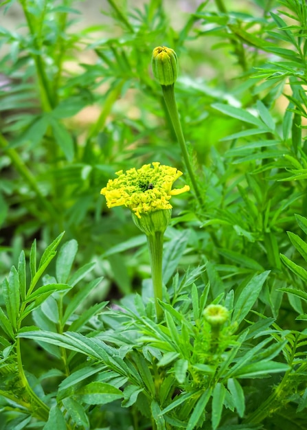 malmequeres amarelos crescem em uma fazenda de flores. conceito de cultivo de flores