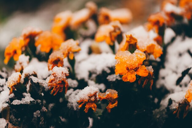 Malmequeres bonitos na neve fora de época.