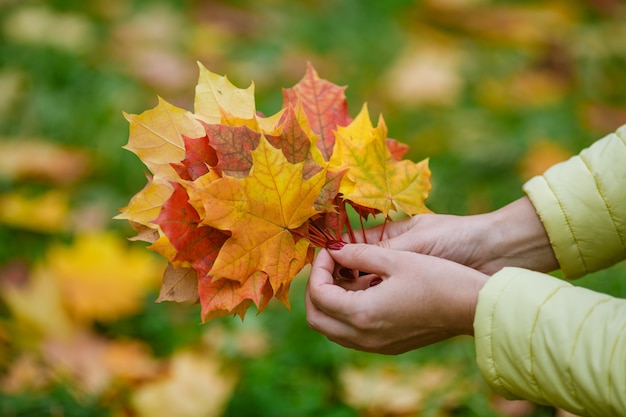 Malpe deja en manos en el parque de otoño