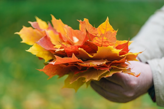 Malpe deja en manos en el parque de otoño