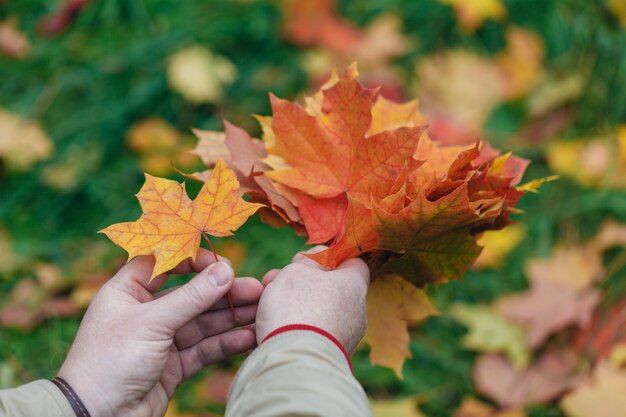 Malpe deja en manos en el parque de otoño