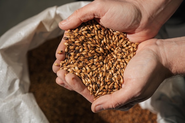 malta de trigo en manos de un cervecero masculino en producción