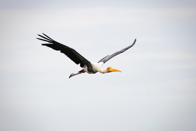 Malter Storch Mycteria leucocephala Erwachsener im Flug