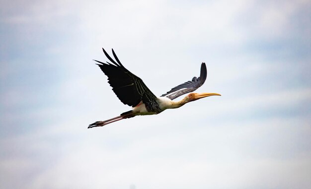 Malter Storch Mycteria leucocephala Erwachsener im Flug