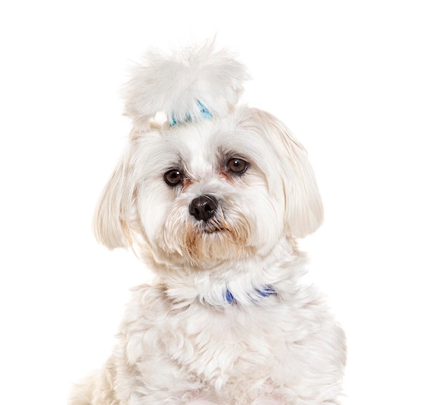 Maltés aseado con clip de cabello azulado y collar de perro sentado aislado en blanco