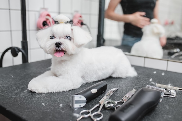 Malteser Hund im Friseursalon hochwertiges Foto