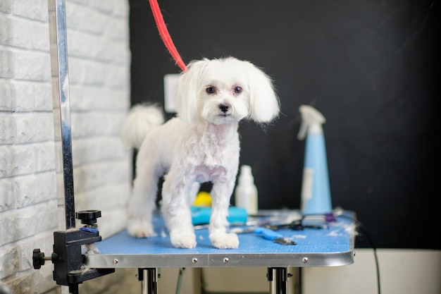 Malteser Hund Nahaufnahme auf einem Pflegetisch