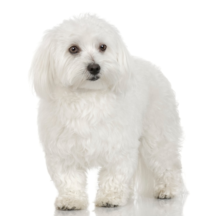 Foto maltesischer hund (16 monate)