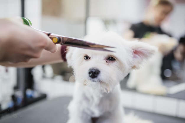 Maltesischer Hund, der den Haarschnitthund pflegt, der Tieren ein hochwertiges Foto hilft