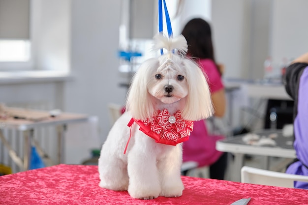 Maltesischer Schoßhund sitzt nach der Pflege auf einem Tisch in einem Schönheitssalon für Hunde