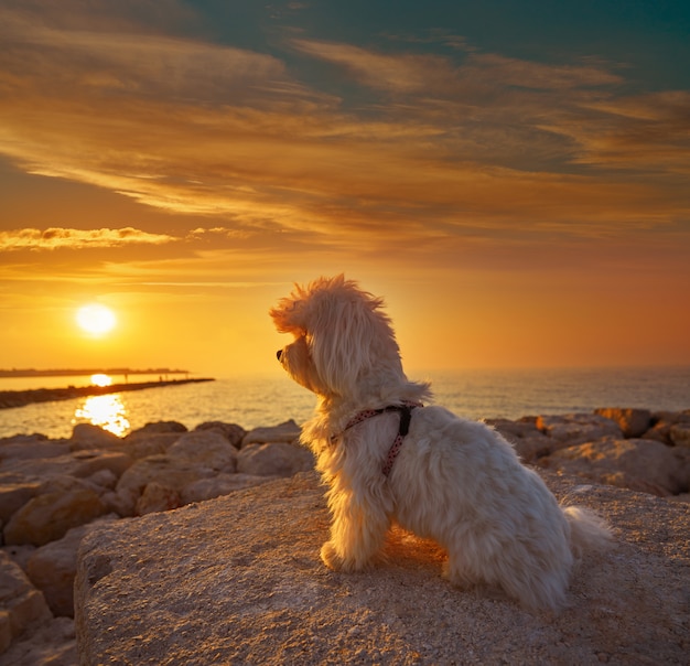 Maltichon pet dog procurando por do sol da praia