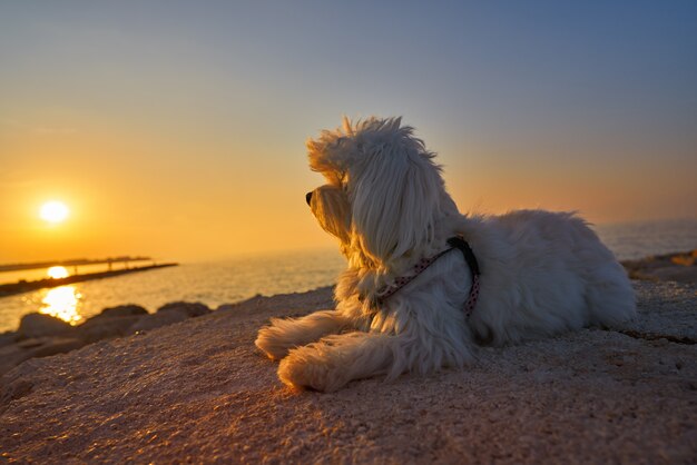 Maltichon pet dog procurando por do sol da praia