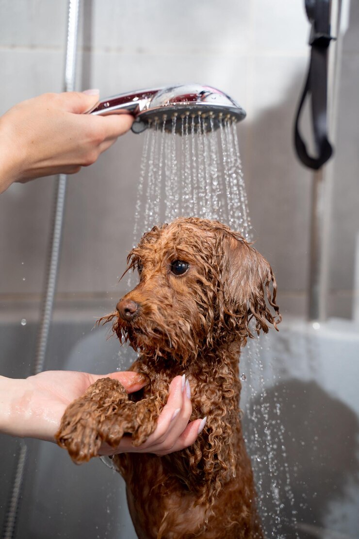 Maltipoo bonito está de pé sob o fluxo de água leve do chuveiro Higiene e higiene do cão Groomer está ensinando a oficina sobre maneiras corretas de banhar o cão