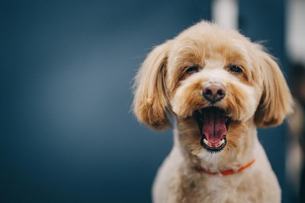 Maltipoo-Hund Porträt eines Hundes nach der Pflege