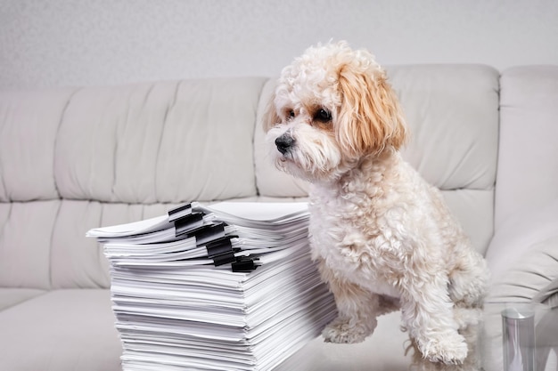 Maltipoo Puppy fica perto de uma pilha de papéis de escritório presos com pastas pretas