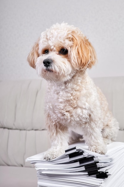 Maltipoo Puppy sitzt auf einem Stapel Büropapiere, die mit schwarzen Ordnern befestigt sind