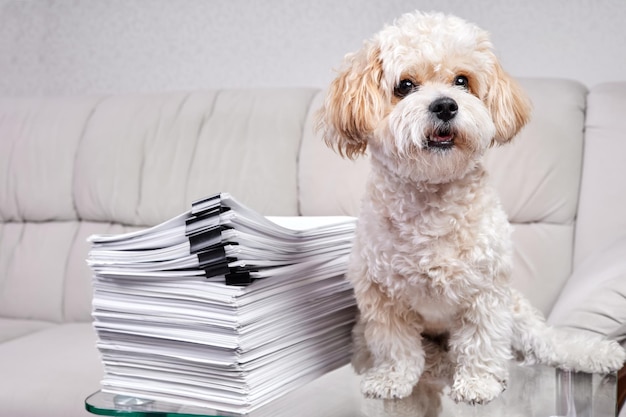 Maltipoo Puppy sitzt in der Nähe eines Stapels Büropapiere, die mit schwarzen Heftern befestigt sind