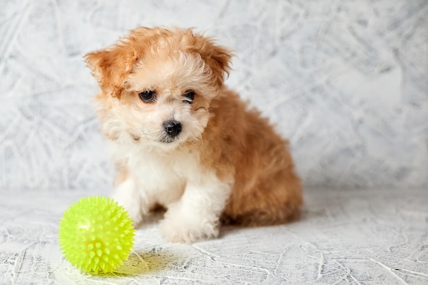 Maltipoo Welpe mit Gummiball auf grauem Hintergrund