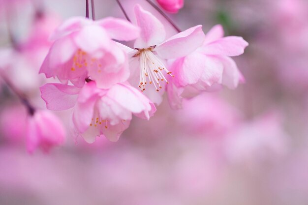 Foto malus halliana flor en primavera