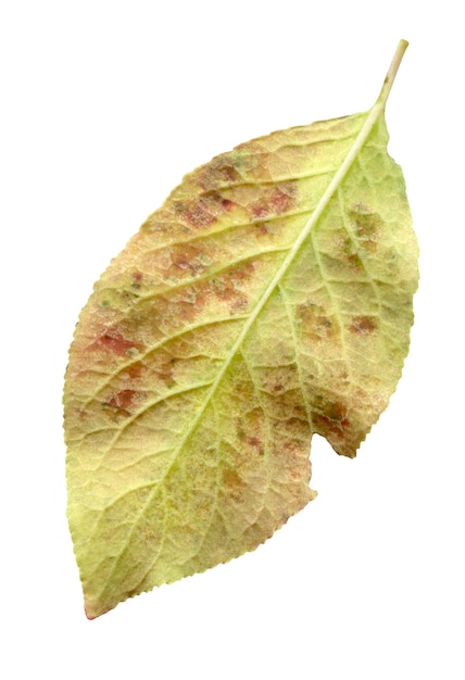 Foto malus hoja de otoño sobre blanco hoja de manzana aislada sobre fondo blanco