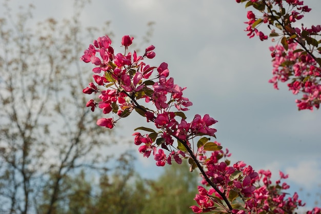 Malus manzano escarlata brillante floración durante la primavera