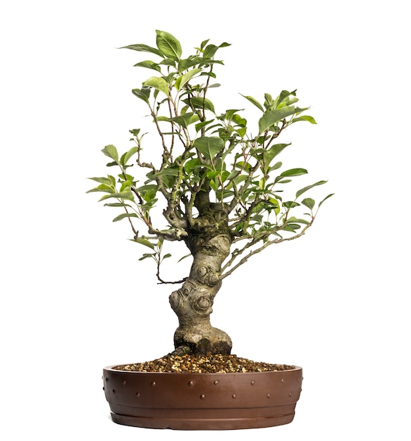 Malus perpetu bonsai, aislado en blanco