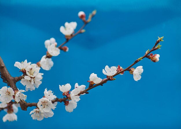 Malus pumila appletree im kleinen DOF